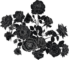 lush bunch of black roses sketch on white