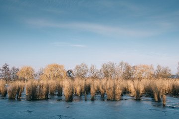 Reed and lake under blue sky