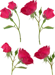 four dark pink roses flowers isolated on white