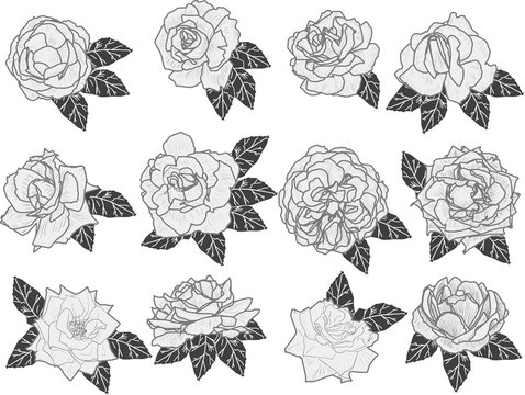 twelve light grey roses sketches isolated on white
