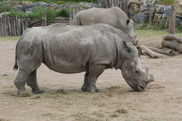 Naklejka premium Rhinoceros
