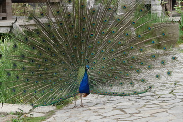 Obraz premium oiseau