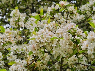  Crab Apple Blossom