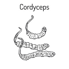 Cordyceps Ophiocordyceps sinensis , medicinal mushroom