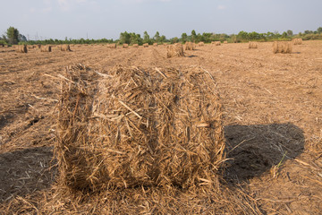 Stack of straw in the field.