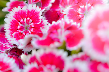 beautiful colorful flower in the garden , beautiful nature