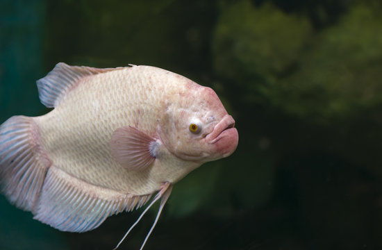Anabas testudineus in an aquarium