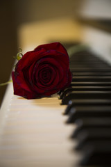 rosa e pianoforte