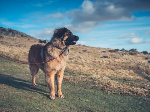 Big dog standing on the moor