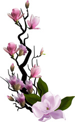pink magnolia tree blossom on white