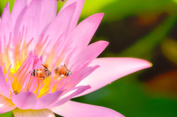 A bee is trying to keep nectar pollen from the lotus flower,select focus.