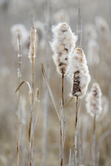 Cattails by a lake, seeds are dispersed by the wind, selective focus - obrazy, fototapety, plakaty