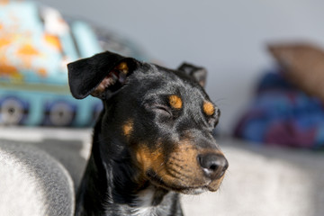 Puppy dozing off in the morning sun