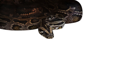 Closeup Green Burmese Python Isolated on White Background, Clipping Path