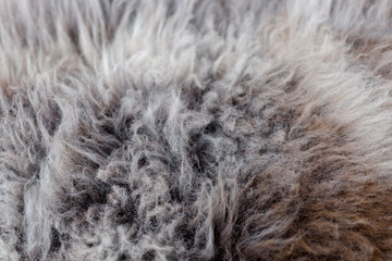 Rare breed sheepskin rugs fleece details view from top