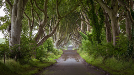 The Dark Hedges in Northern Ireland where Game of Thrones was filmed