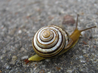 snail on the asphalted road