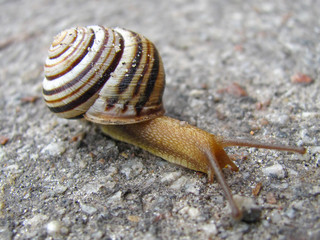 snail on the asphalted road