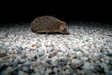 West European Hedgehog © underworld