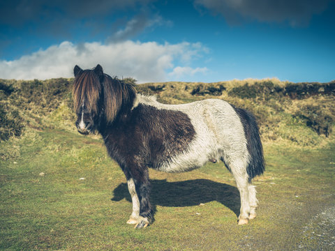 Wild pony on the moor