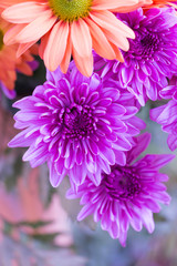 Background image of beautiful bright orange flower and purple chrysanthemum flower.