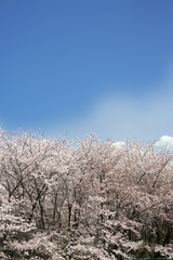 Obraz na płótnie Canvas 青空バックの満開の桜の花