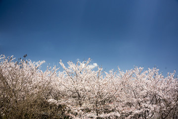 青空バックの満開の桜の花