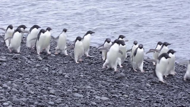 Adelie Penguins walking down the beach at Brown Bluff in Antarctica.