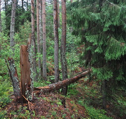 The picture shows a pine forest, an impassable thicket.The picture was taken in 2012