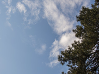 Pine tree on blue sky with clouds