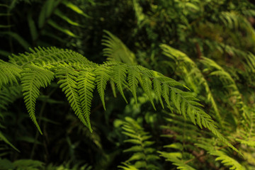 Leaves. This photograph was taken in São Carlos, São Paulo, Brazil. October 7, 2016.