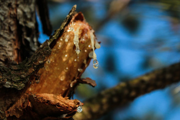 Tree's nectar. This photograph was taken in São Carlos, São Paulo, Brazil. October 8, 2016.