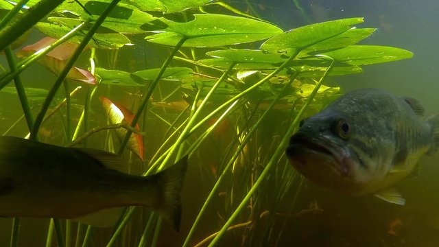 Underwater shot of a Florida gar and big mouth bass in a swamp or lake.