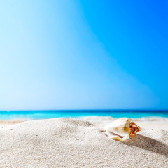 Fototapeta na wymiar shell and beach 