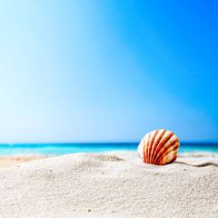 Fototapeta na wymiar shell and beach 