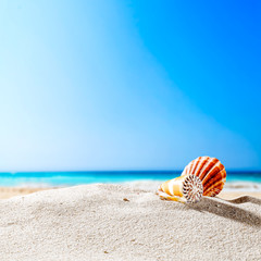 shell and beach 