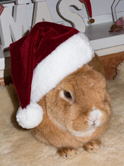 Obraz na płótnie Canvas lieber brauner Weihnachts Hase mit roter Mütze zu Weihnachten