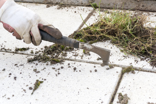 Unkraut zwischen Steinplatten - Gartenarbeit