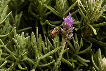 Bee kissing a lavender flower. This photograph was taken in Gramado, Rio Grande do Sul, Brazil, 2015.