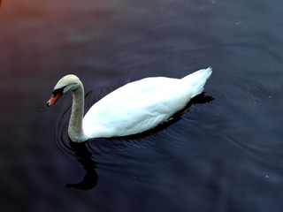 Snow-white Swan in the lake
