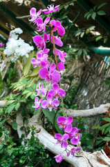 Fototapeta na wymiar Exotic Phalaenopsis schilleriana Orchid grows and blooms in the tropical garden. Beautiful Orchids flower background.