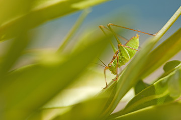 sauterelle insecte orthoptère