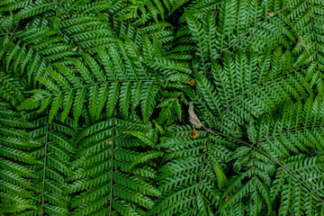 Diverses herbs. This photograph was taken in Gramado, Rio Grande do Sul, Brazil, 2015.