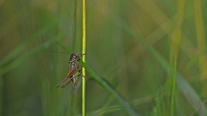 sauterelle insecte orthoptère