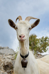 Goat with horns wearing a metal bell on a collar, Montenegro, Europe 
