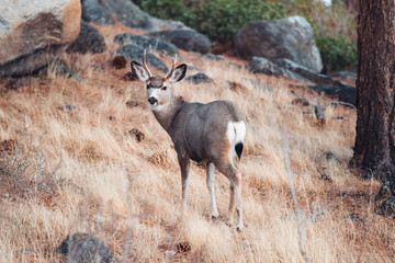 Young Buck deer standing in forest, Galena Creek Regional Park, Nevada, America, USA