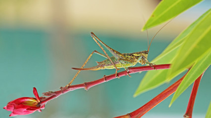 sauterelle insecte orthoptère