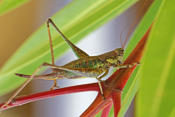 sauterelle insecte orthoptère