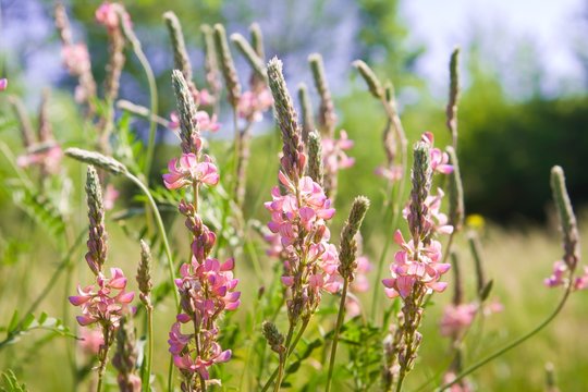 Wild pink flowers of some Fabaceae plant, blooming in the spring morning sun, flora photo