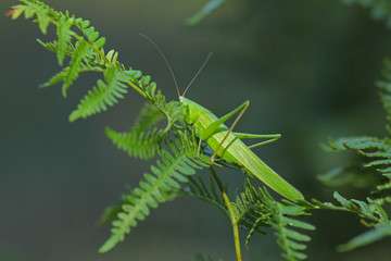 Sauterelle grimpant à la tige d'une plante ou fleur avec ses longues pattes et antennes. Insecte criquet prêt à bondir dans la campagne sauvage du Sud de la France, en Provence au soleil de l'été.